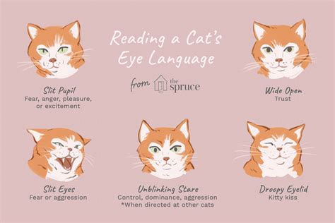 cat eyes meaning pictures
